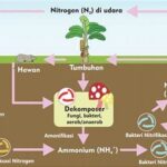 Pengaruh Nitrogen Pada Ekosistem