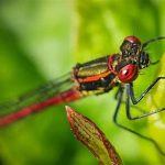 Teknik Autofocus Untuk Foto Makro