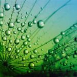 Teknik Autofocus Untuk Makro Shot