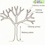 Teknik Framing Dari Cabang Pohon