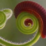 Tips Menggunakan Lensa Macro Otomatis