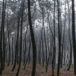 Fotografi Dengan Panduan Garis