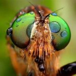 Fotografi Makro Bagi Pemula