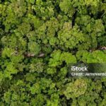 Panorama Hutan Tropis Dari Udara