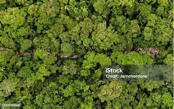 Panorama Hutan Tropis Dari Udara