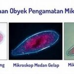 Perbedaan Autofocus Fase Dan Kontras