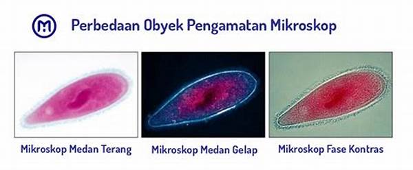 Perbedaan Autofocus Fase Dan Kontras
