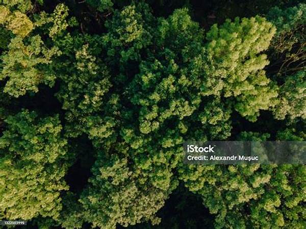Perspektif Drone Atas Hutan Tropis