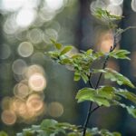 “memaksimalkan Bokeh Dalam Fotografi”
