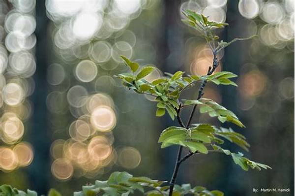 “memaksimalkan Bokeh Dalam Fotografi”