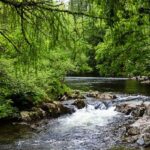 Menjelajah Ekosistem Sungai Alami