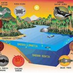 Pengaruh Nitrogen Terhadap Ekosistem Akuatik