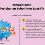 Cahaya Matahari Dan Sistem Kekebalan Tubuh