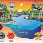 Dampak Nitrogen Pada Perairan Tawar