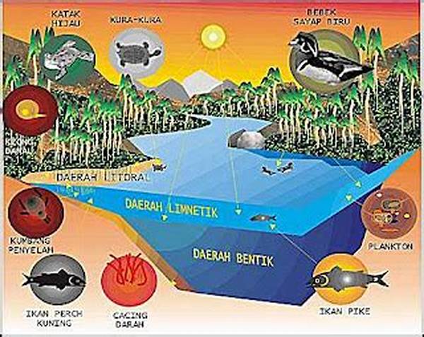 Dampak Nitrogen Pada Perairan Tawar