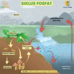 Dampak Nitrogen Tinggi Pada Ekosistem