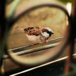 Teknik Framing Dalam Fotografi